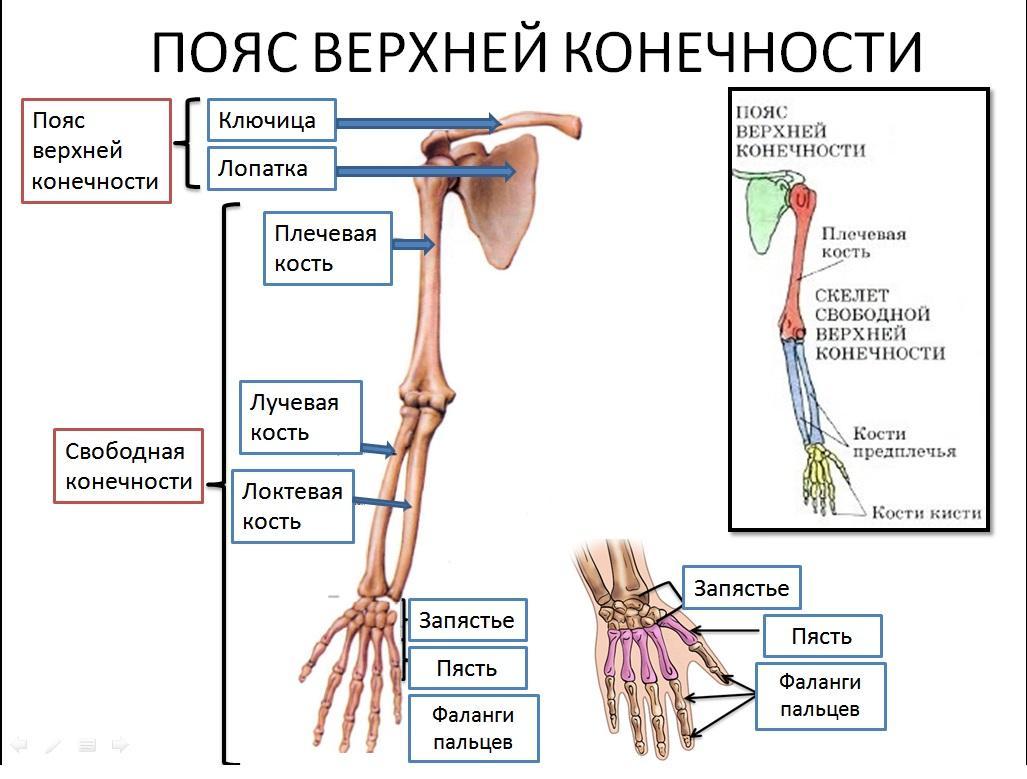Две спины, одна голова, шесть ног: загадочное явление или реальность?