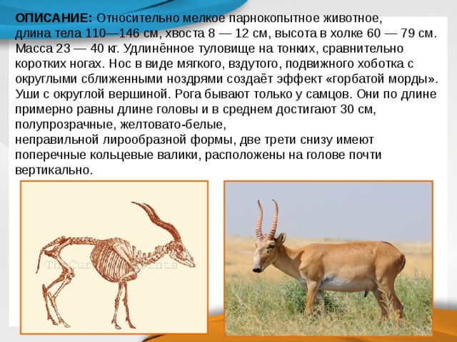 Загадки про животных с ответами | для детей, сложные