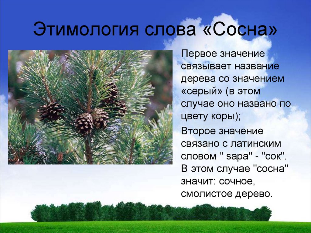 Про белку для детей дошкольного и школьного возраста