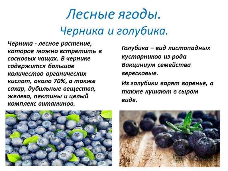 Польза и вред голубики для организма | польза и вред