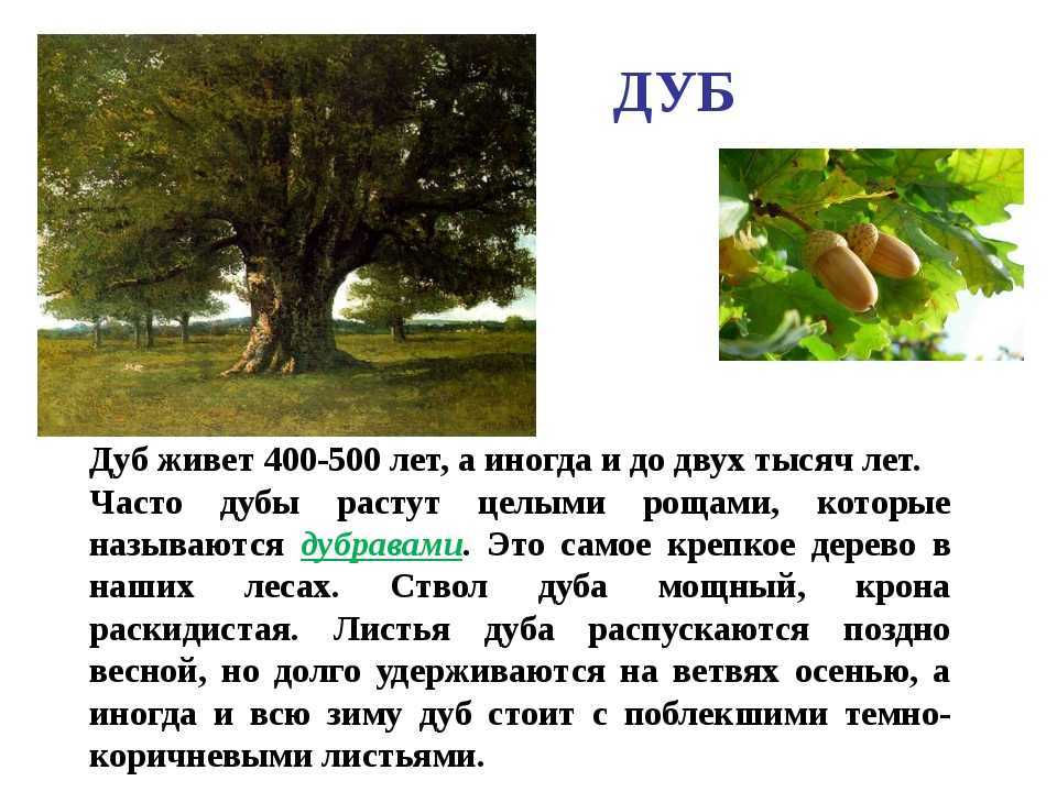 Расскажите детям о деревьях - мороз в. бурмистрова л. - узнай-ка!