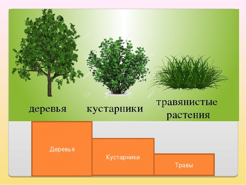 Основные отличия между деревьями и кустарниками: как различить их