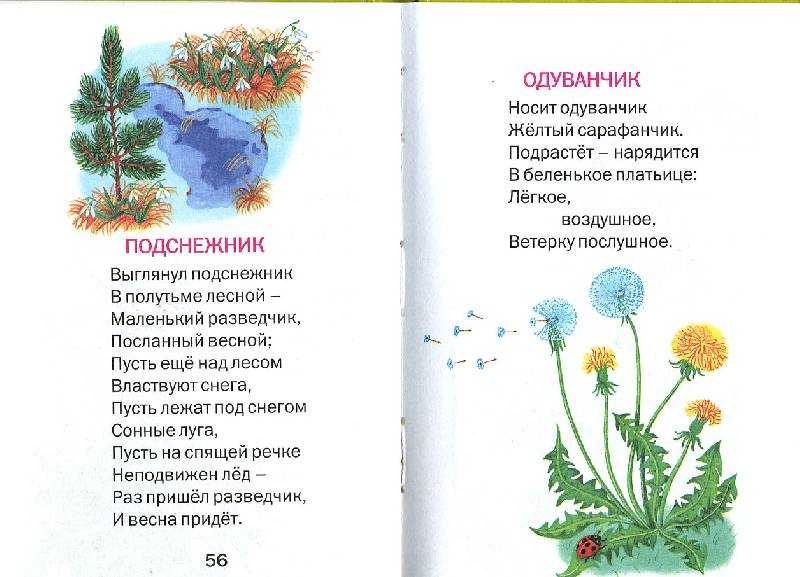 Стихи про семечки: стихи про семечки — стихи, картинки и любовь