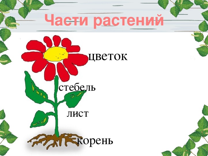 Цветы картинки для детей с названием, карточки доманаamelica