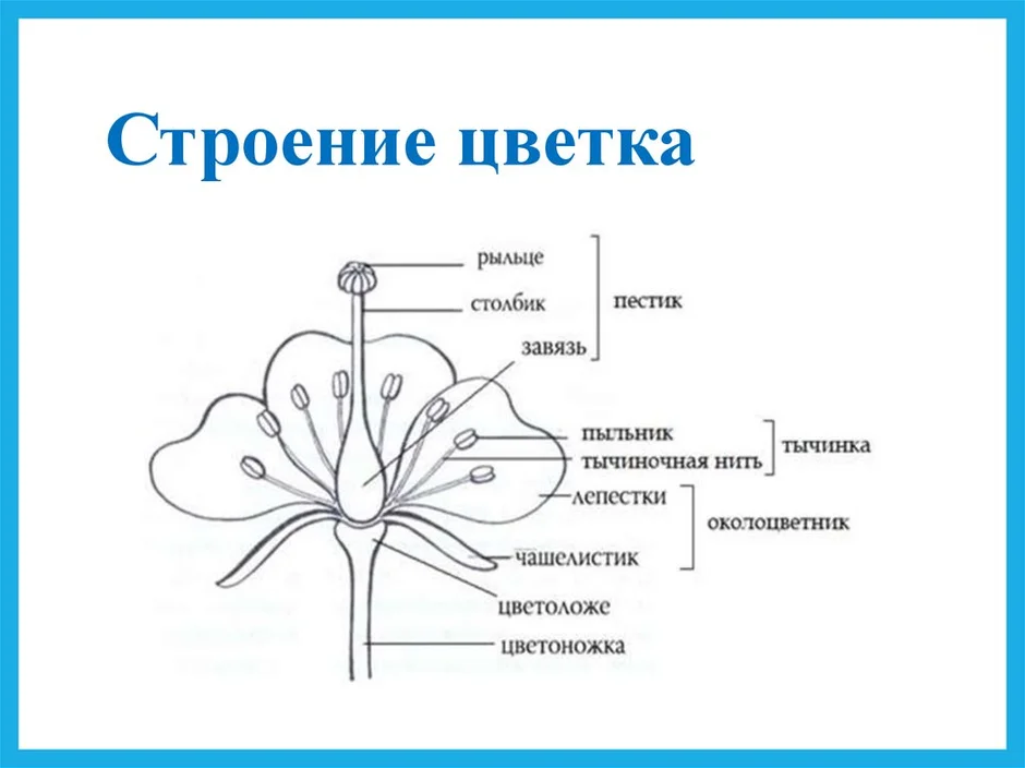 Картинки цветов для детей: полевые, садовые, раскраски