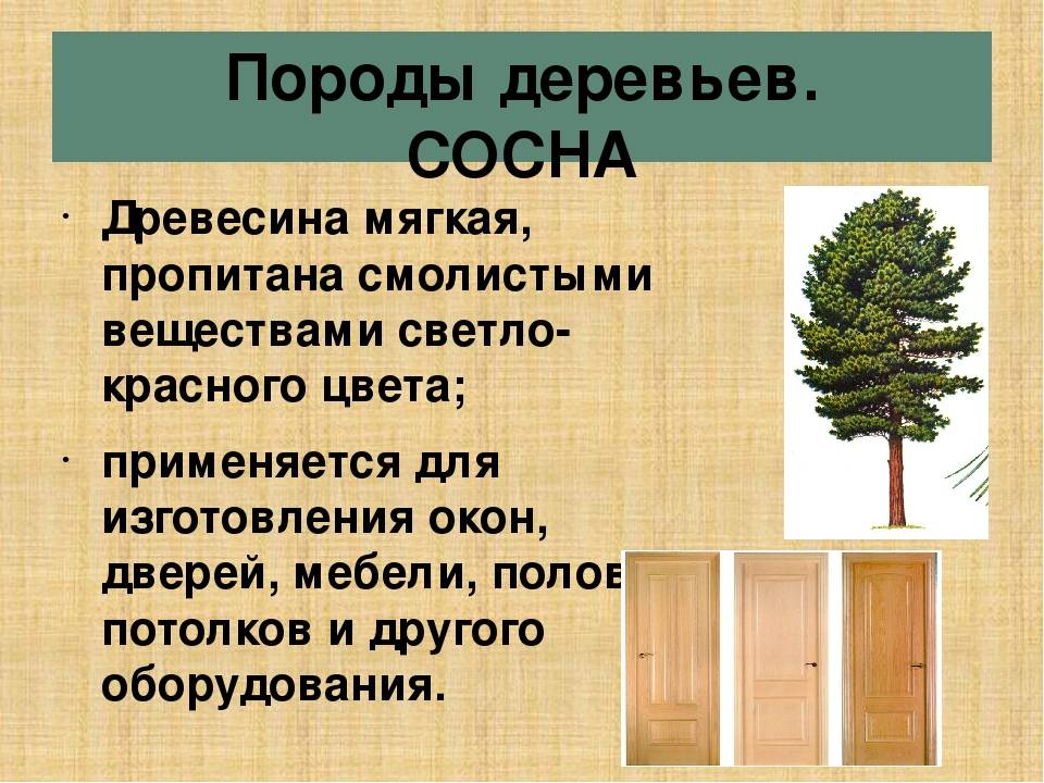 Рассказ про сосну для 3 класса с коллажом - узнавалка.про