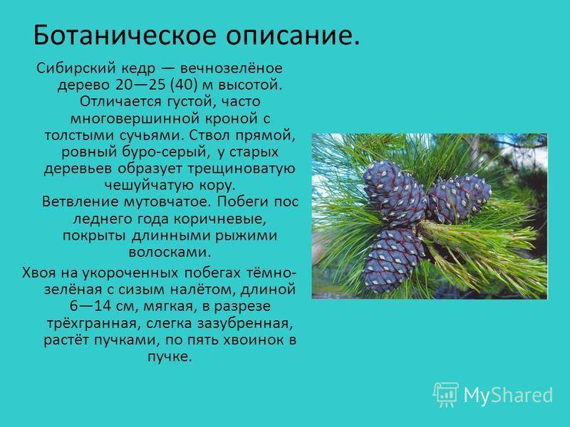 Что в рассказе в.я. шишкова "кедр". только кратко, для читательского дневника - узнавалка.про