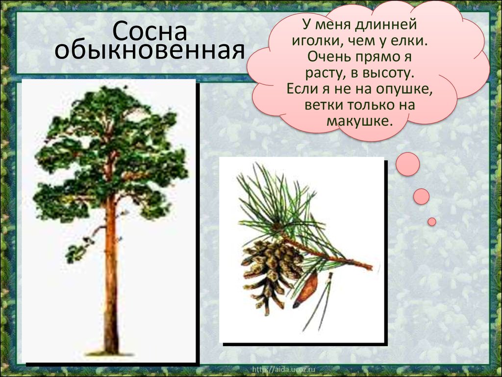 Все о сосне обыкновенной. почему сосна и ель вечно зелёные: сказка применение сосновых шишек