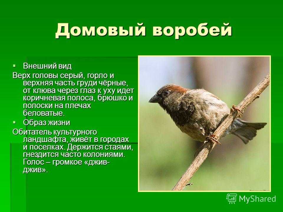 Воробей домовой (фото): как выглядит, где обитает, чем питается и интересные факты