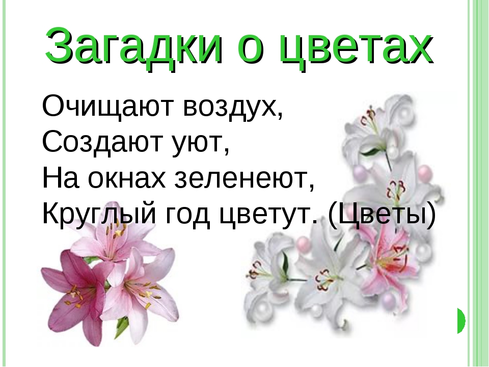 Пословицы загадки про растения зверобой
