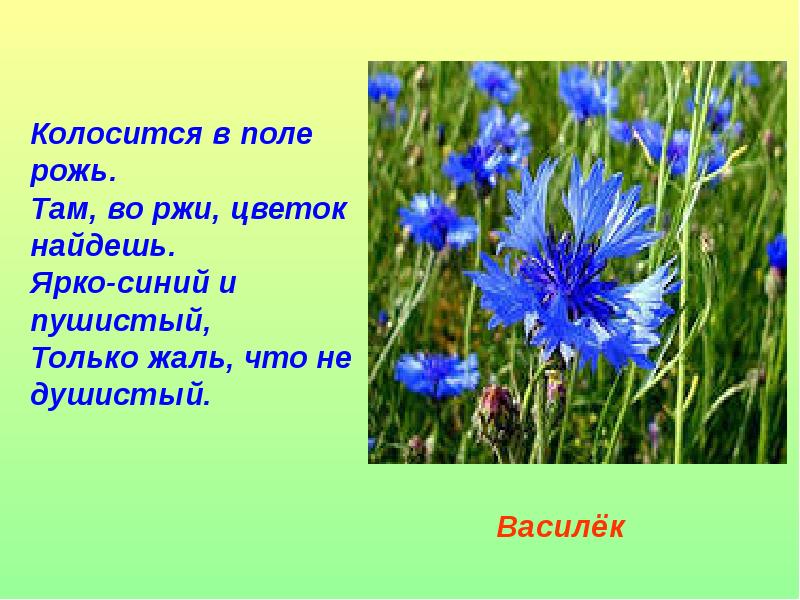 Детские загадки про цветы: комнатные, полевые, луговые и садовые. загадки с ответами про лекарственные травы и растения