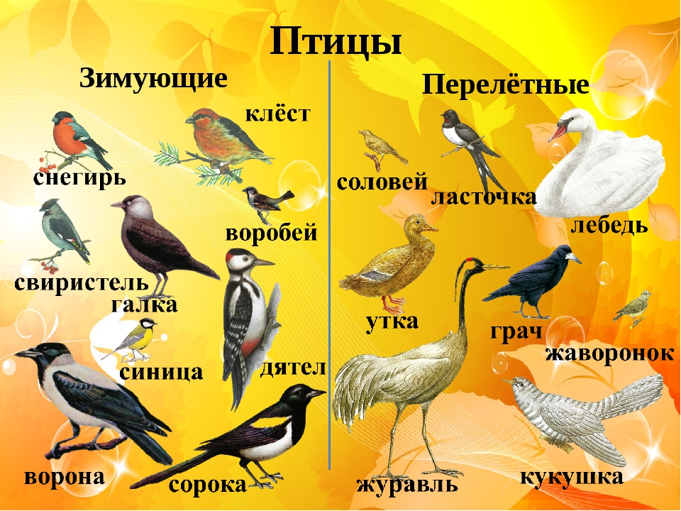Сообщение о городских птицах
