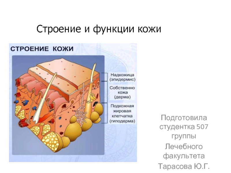 Основные части тела человека: что нужно знать детям?