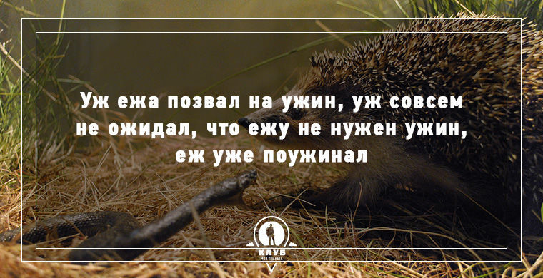 Пословицы про собак. поговорки, скороговорки и выражения