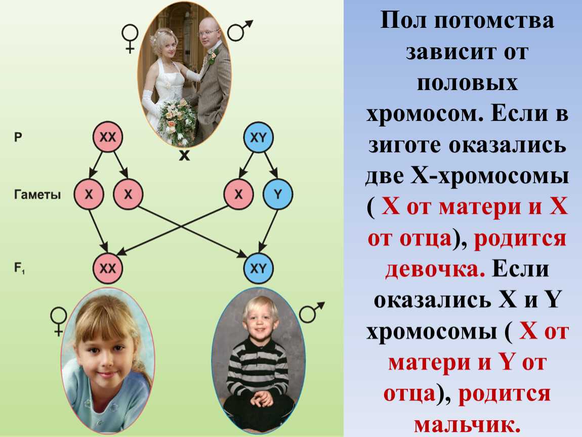 От кого и от чего зависит пол будущего ребенка при зачатии: от случайности, мужчины или женщины?