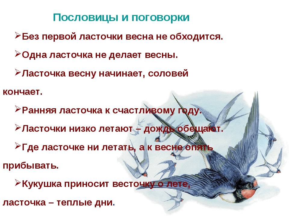 Одна ласточка не делает весны - значение пословицы