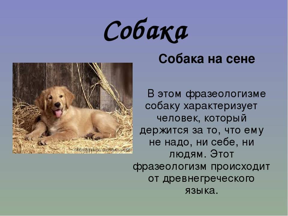 Испанская драматургия: лопе де вега «собака на сене.
