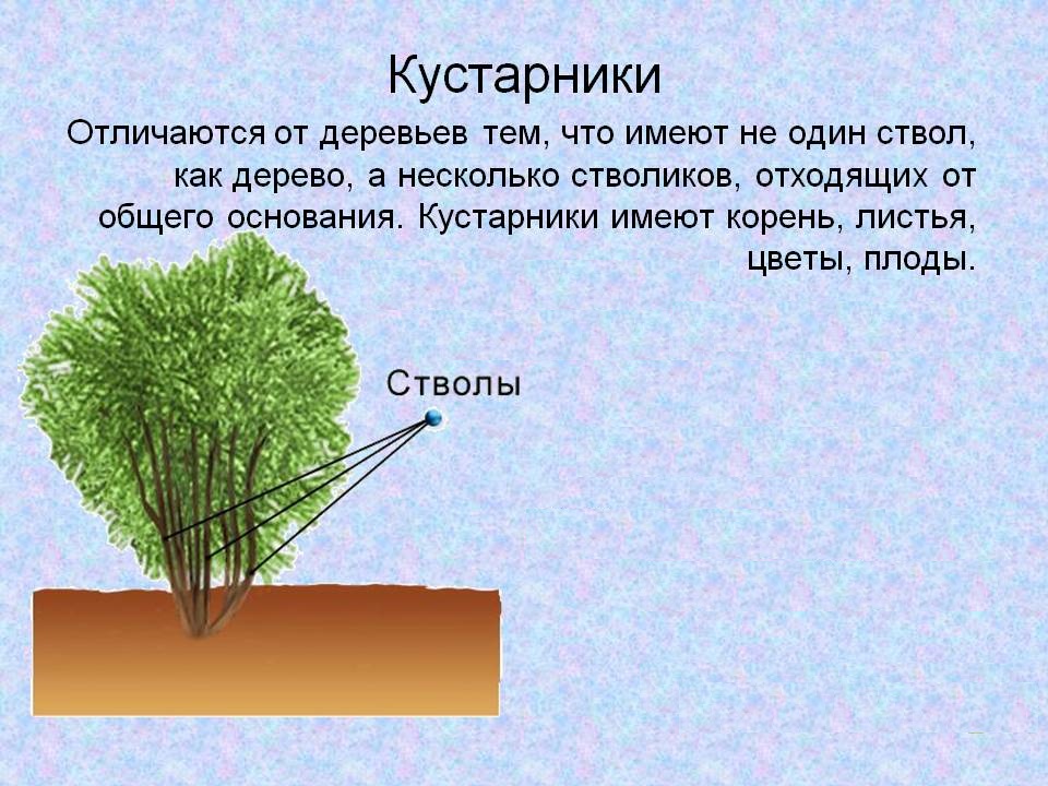 Чем отличается дерево от кустарника? найдем ответ на этот вопрос