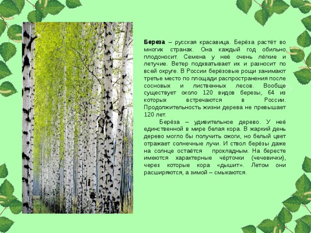 Интересные факты о березе