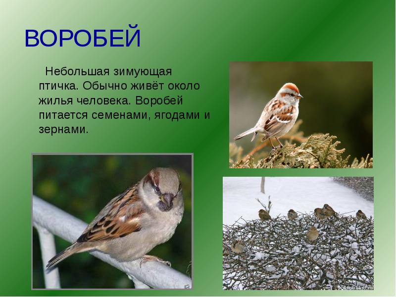 Воробей – виды, описание, фото птиц | семейство воробьиных