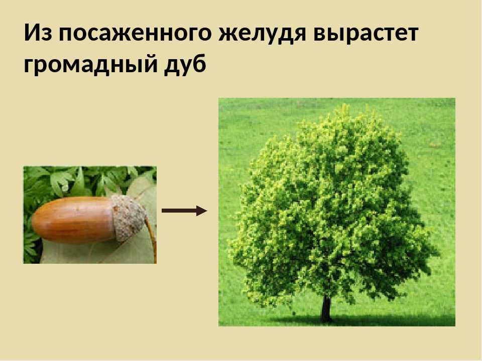Сообщение о дереве: доклад дуб дерево (сообщение 2, 3, 5 класс окружающий мир) (описание для детей) - теплоэнергоремонт