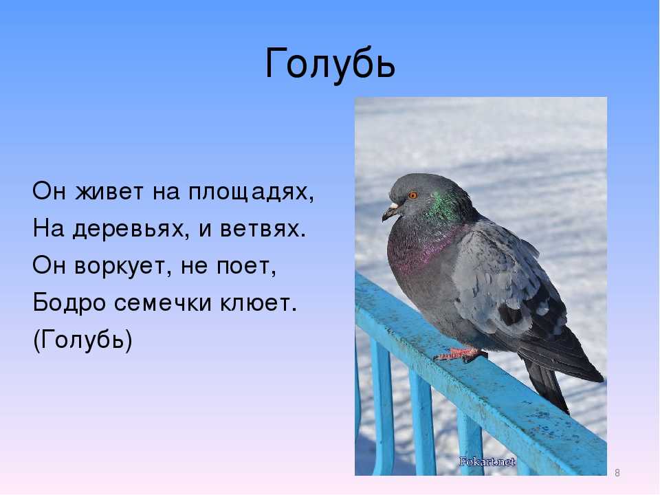Загадка про футбольное поле сложная. я собою очень горд, ведь дарит мне здоровье спорт! загадки про спорт для детей
