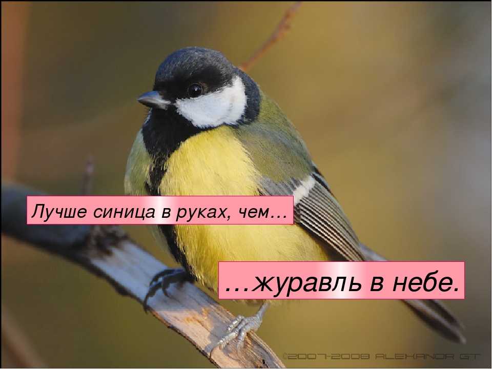 Загадки про синицу с ответами – 33 лучших! – ladyvi.ru