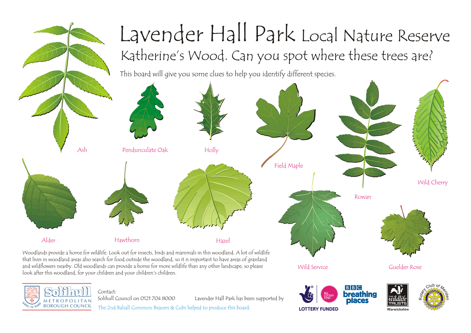 Tree leaf identification guide