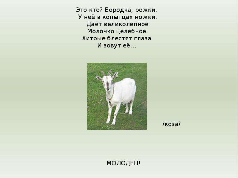 Сафари (в африке)