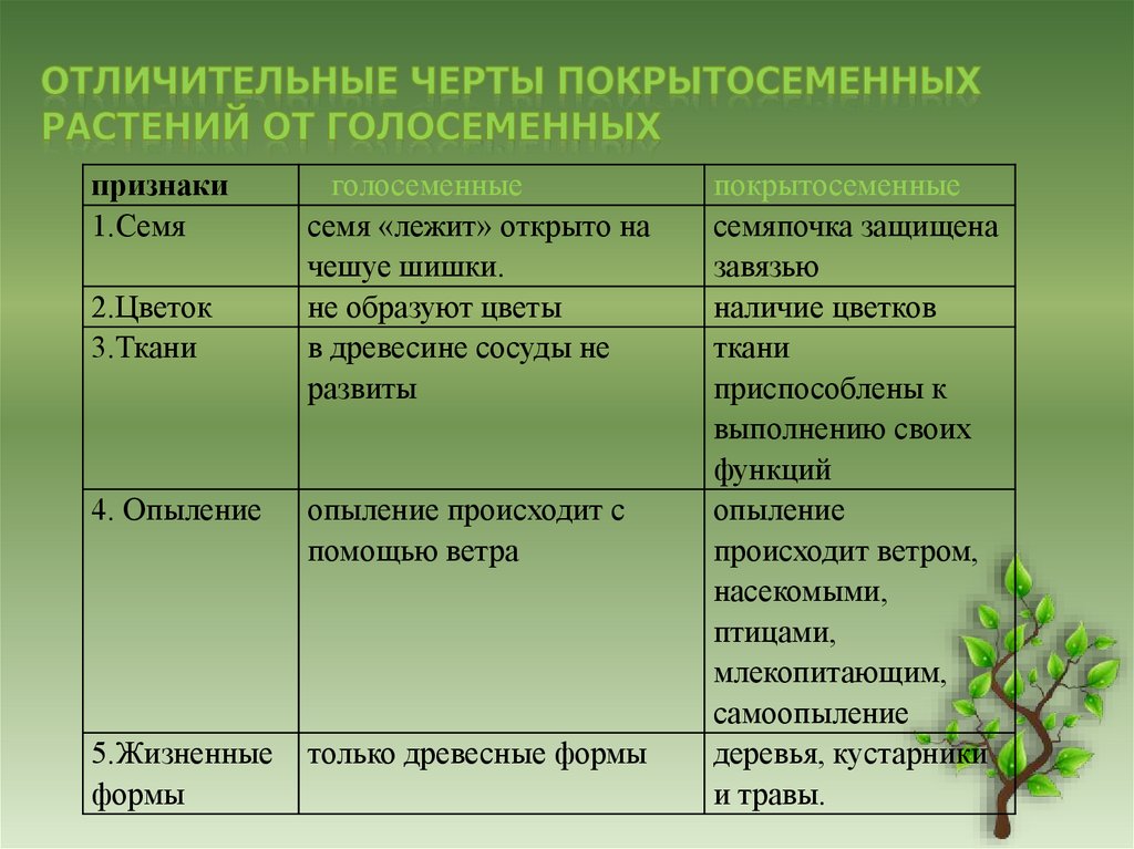 В чем отличие кустарников от деревьев - skazhemvam.ru