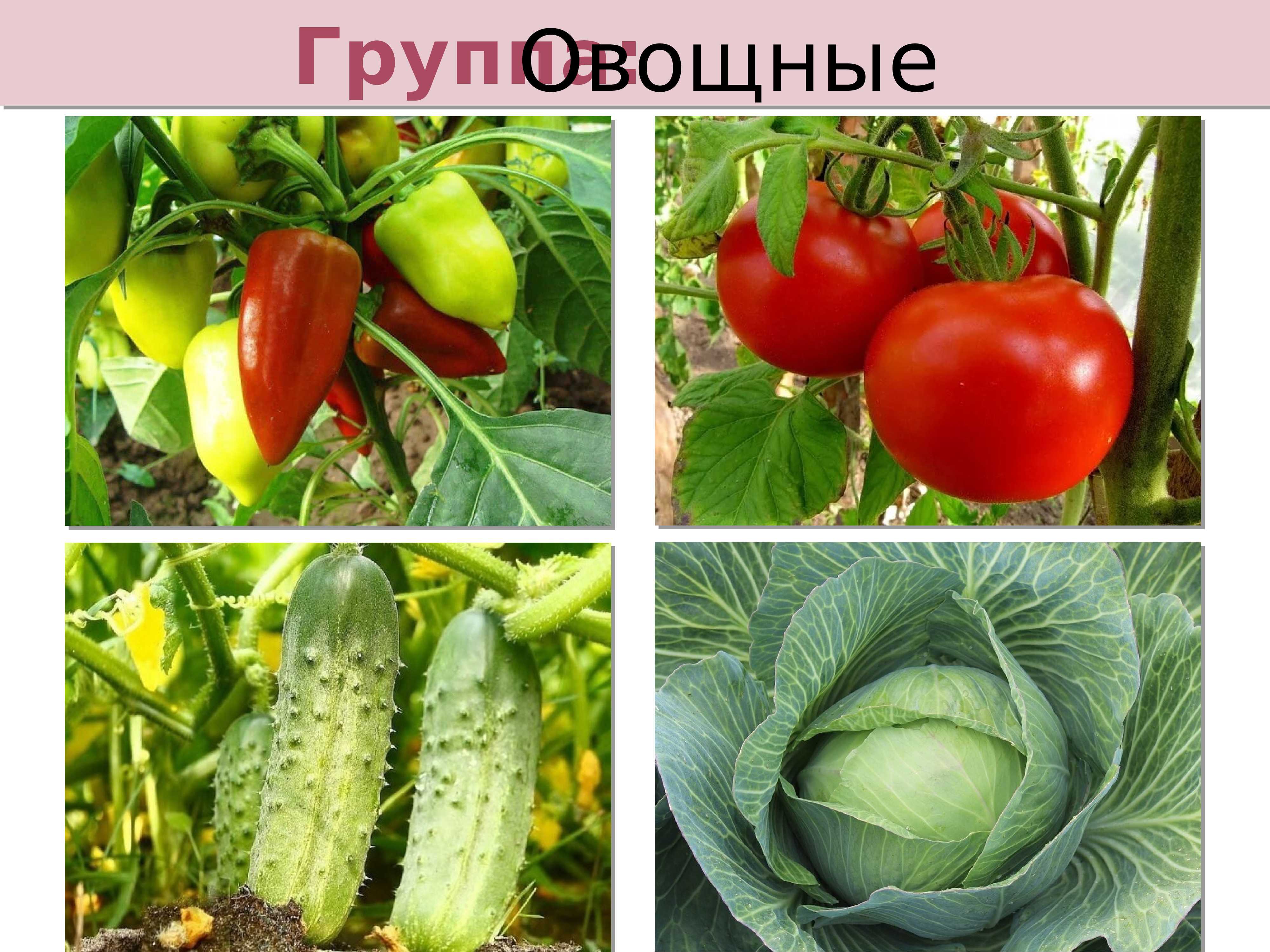 Загадки про растения для детей с ответами