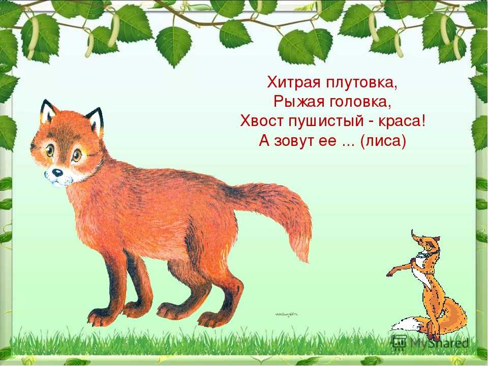 Загадки про кошек с отгадками