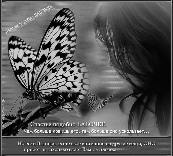 Красивые цитаты и статусы про бабочек