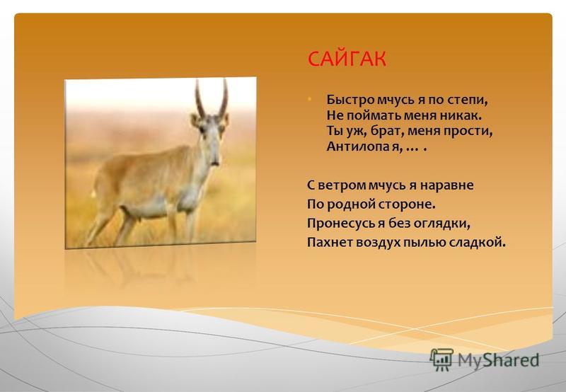 Загадки про животных с ответами | для детей, сложные