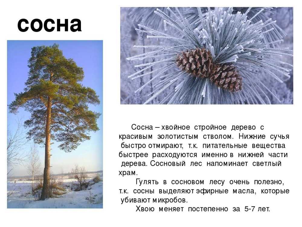Деревья — интересные факты