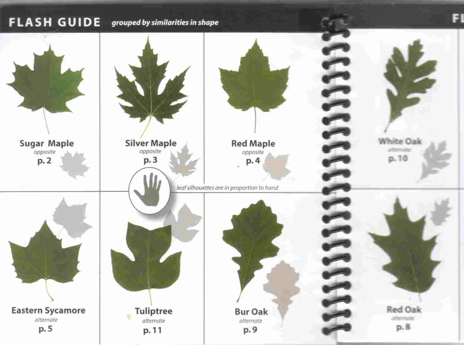 17 best apps for identifying trees – techcult