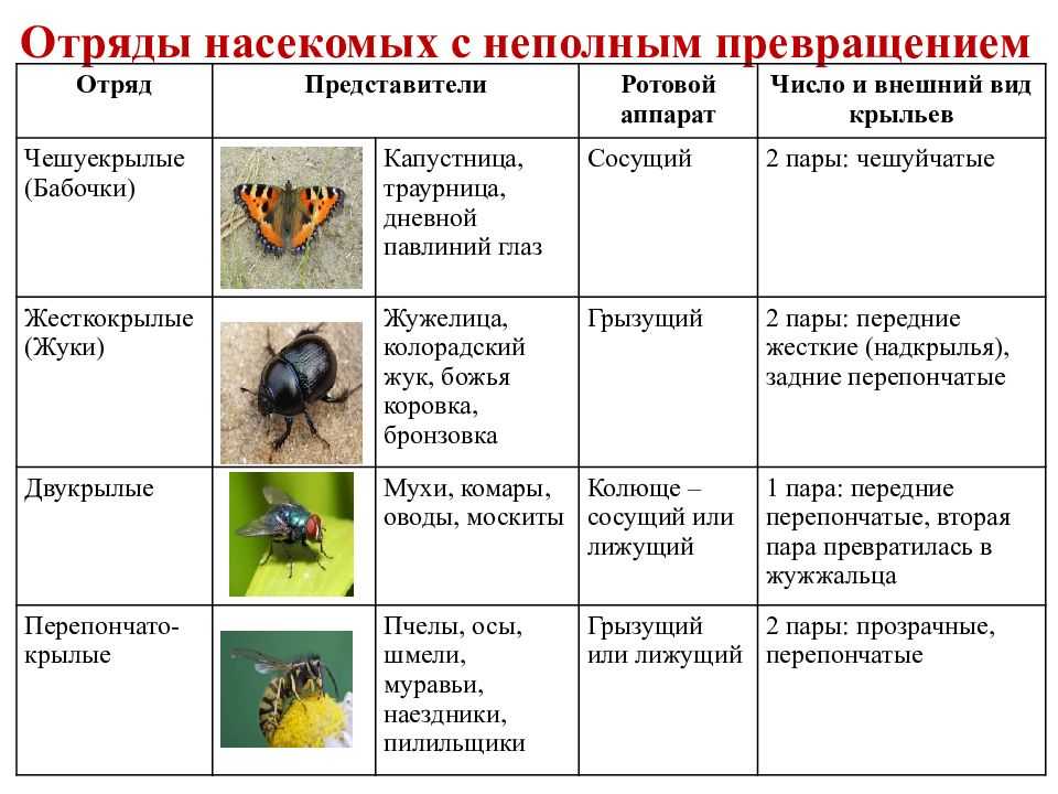 Насекомые