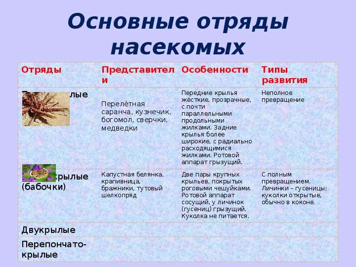 Окружающий мир 1 класс 1 часть. кто такие насекомые стр. 32 – 33