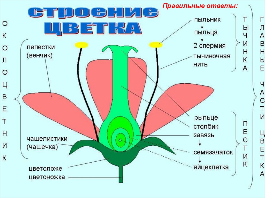 Части растений для детей: схемы и картинки