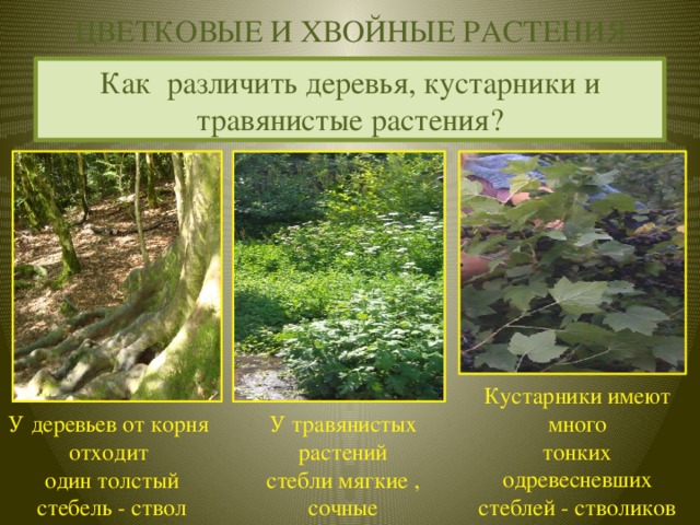 Что отличает деревья от кустарников: простое объяснение для детей