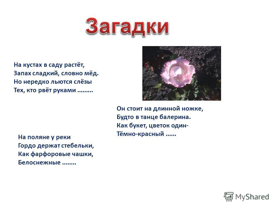 Достаточно сложные загадки с ответами для детей и взрослых - деточки дома