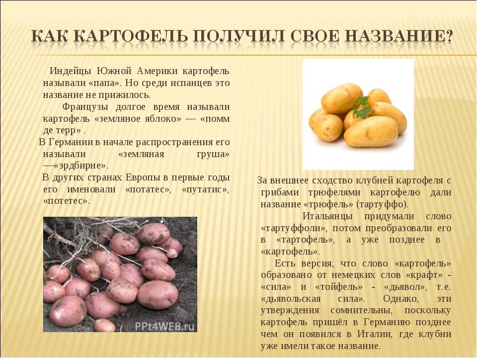 Как правильно пишется слово картофель или кортофель - граматика и образование