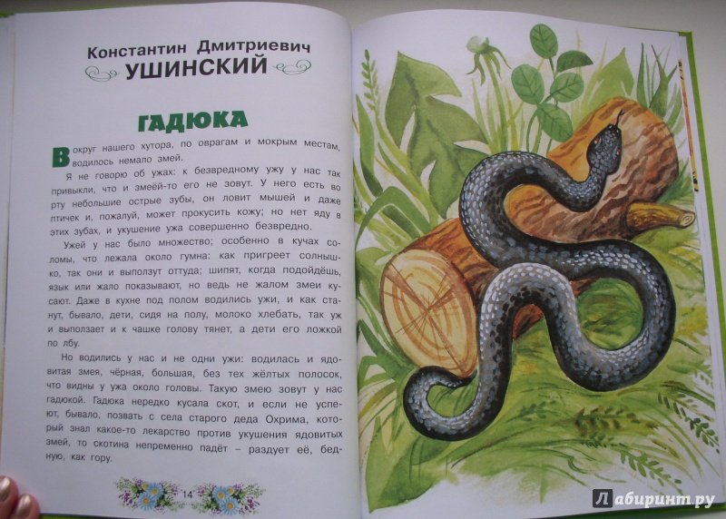 Читательский дневник/коломенская наталья