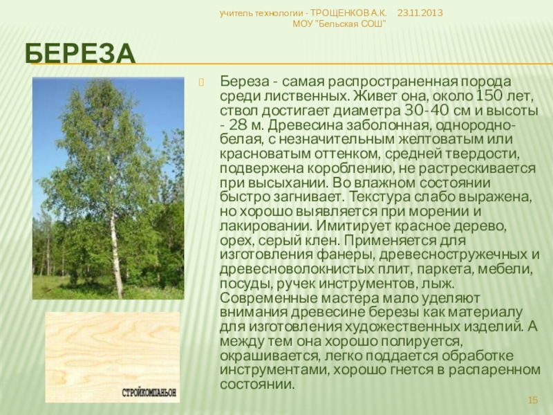 Интересные факты о березе | огородники