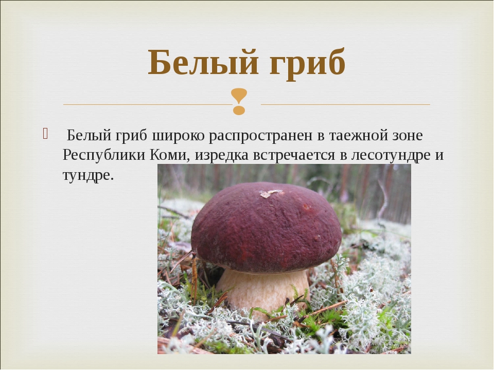 Рассказ про белый гриб для 2 класса