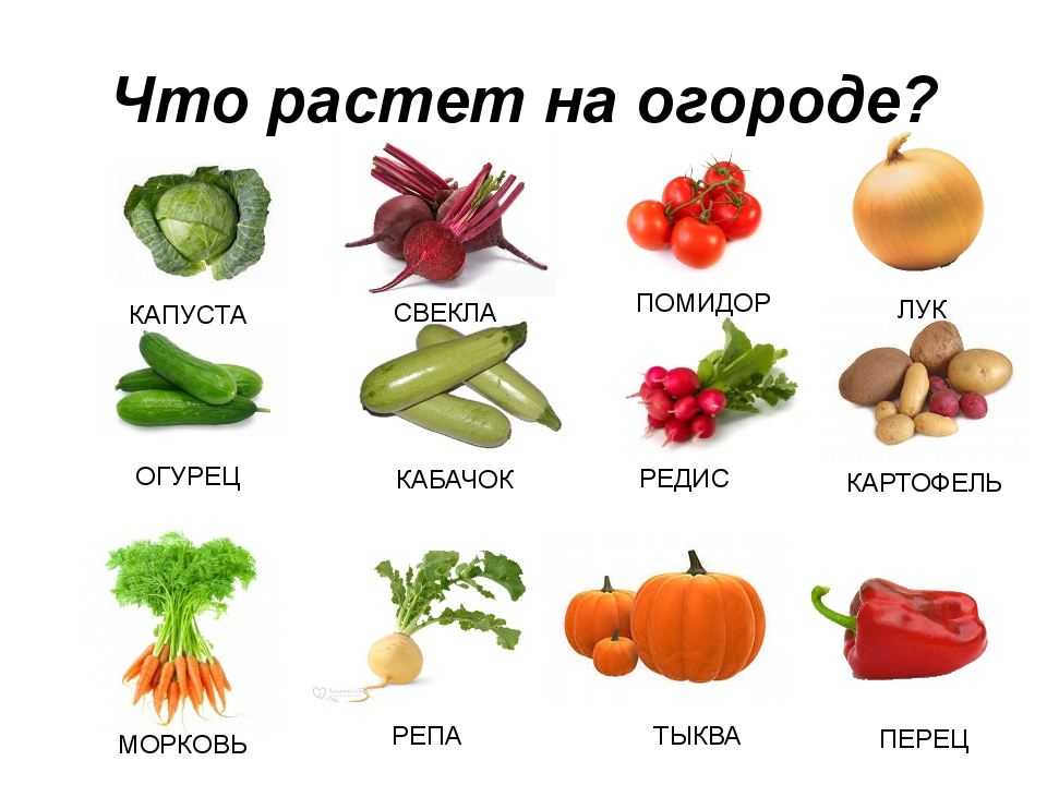 Непосредственно образовательная деятельность «овощи. звук [к] и буква к»