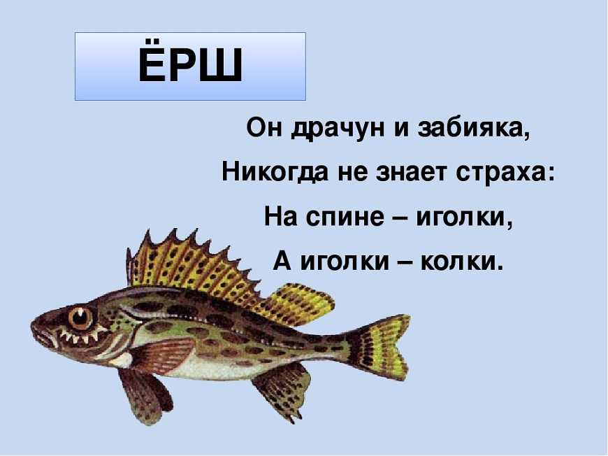 Загадки на новый год для детей и взрослых с ответами — лучшая подборка веселых новогодних головоломок