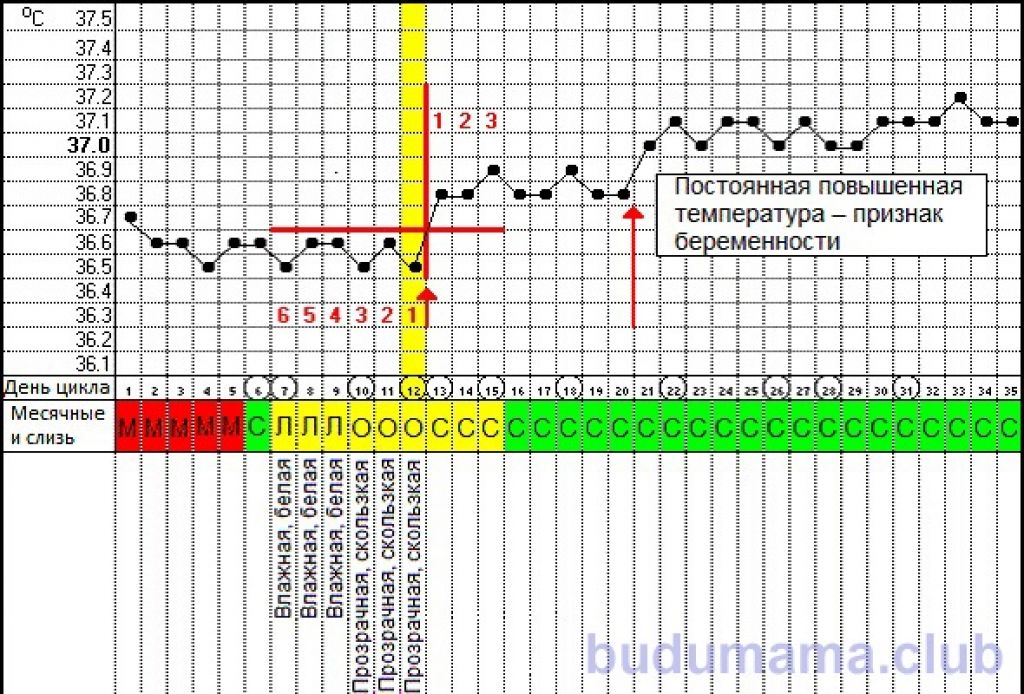 Графики базальной температуры с примерами и расшифровкой