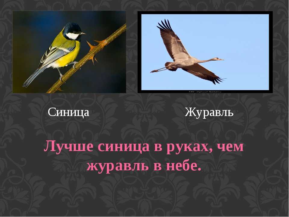 Пословицы о животных: про зверей и птиц | пословицы для детей