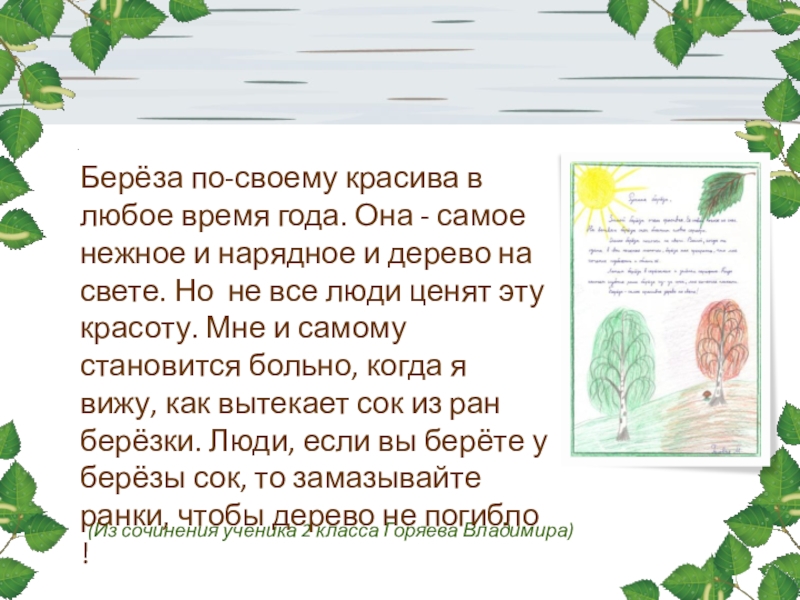 Рассказ про березу 3 класс – сочинения о берёзе. рассказы, эссе, миниатюры о берёзе
